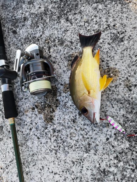 夕マズメ30分だけ爆釣果