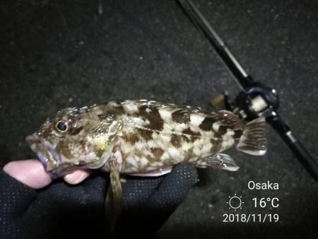南港カモメ大橋ヘチ釣行 （キビレ37cm、ガシラ　釣果有り）