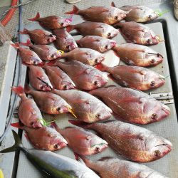 タイラバでなんとか2枚