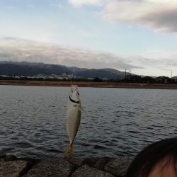 サヨリからのあじ