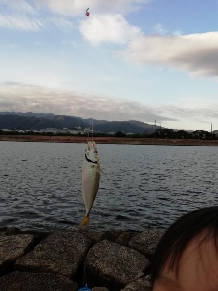 サヨリからのあじ