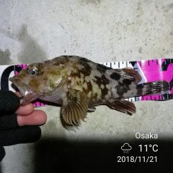 南港カモメ大橋ヘチ釣行 （キビレ33.5cm、ガシラ　コトヒキ　釣果有り）