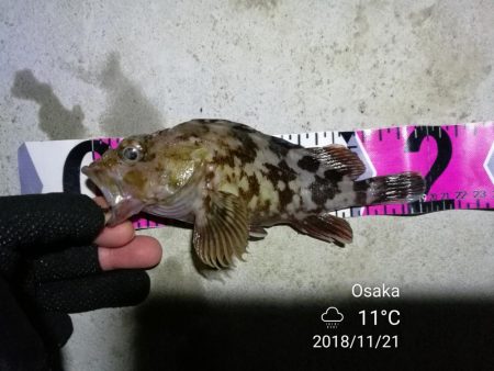 南港カモメ大橋ヘチ釣行 （キビレ33.5cm、ガシラ　コトヒキ　釣果有り）