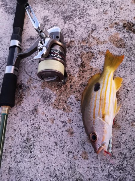 夕方の入れ食いパターン