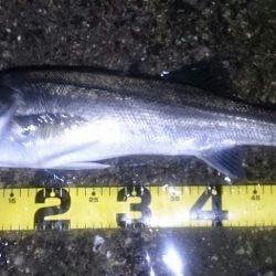 久しぶりのシーバス