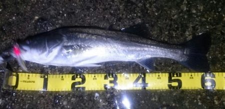 久しぶりのシーバス