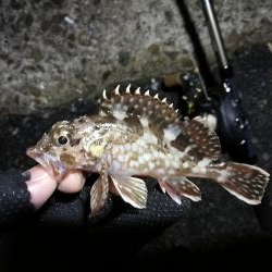 南港カモメ大橋ヘチ釣行 (再無念。。チヌ釣果無し、ガシラ 他釣果有り)