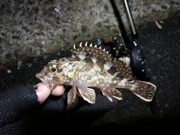 南港カモメ大橋ヘチ釣行 (再無念。。チヌ釣果無し、ガシラ 他釣果有り)