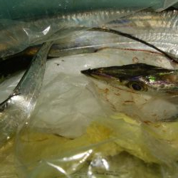 ワインドとアジング