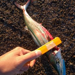 久しぶりのサゴシ