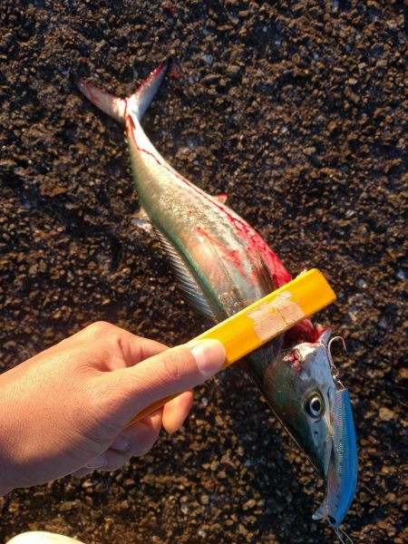 久しぶりのサゴシ