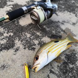 強風だけど入れ食い調査