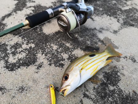 強風だけど入れ食い調査