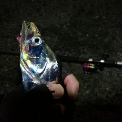 南港カモメ大橋 釣行 (タチウオ釣り 2本釣果有り)