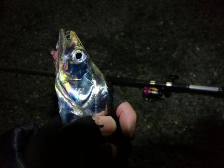 南港カモメ大橋 釣行 （タチウオ釣り ２本…