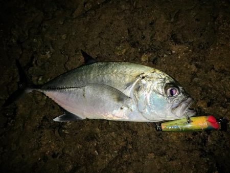 干潮時間で爆釣しました。仕上げはカライワシ…