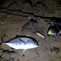 早朝、干潮時間に自作ポッパーでギンガメアジ