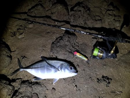 早朝、干潮時間に自作ポッパーでギンガメアジ