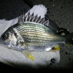 南港カモメ大橋ヘチ釣行 (小真チヌ、小キビレ、ガシラ、ハゼ 釣果有り)