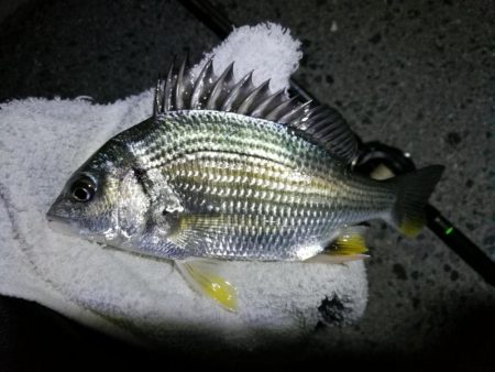 南港カモメ大橋ヘチ釣行 (小真チヌ、小キビレ、ガシラ、ハゼ 釣果有り)