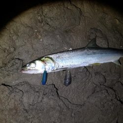 干潮潮止まりでカライワシヒット