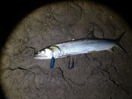 干潮潮止まりでカライワシヒット