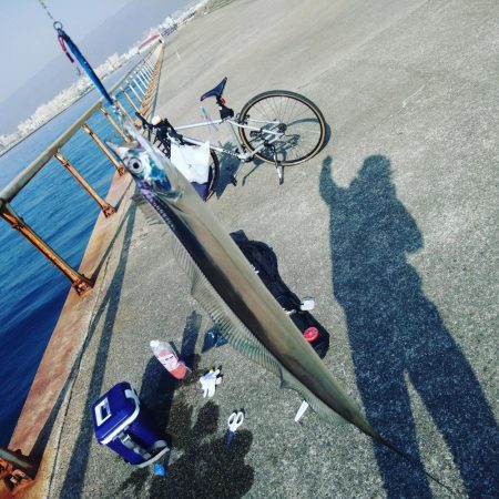 サゴシ 、太刀魚ジギングで