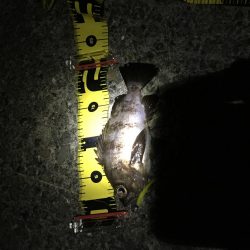 久々のメバリング