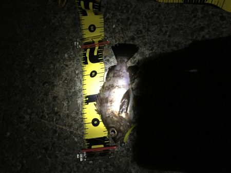 久々のメバリング