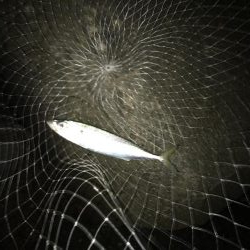 チャンスは一瞬