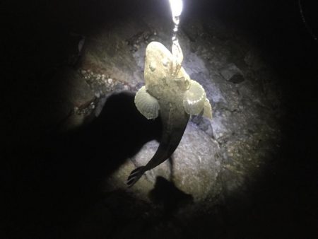 フラットフィッシュ狙い