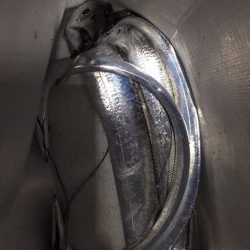 鶴浜 時合は裏切らない