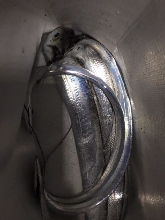 鶴浜　時合は裏切らない