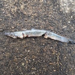 そこそこあたりあり