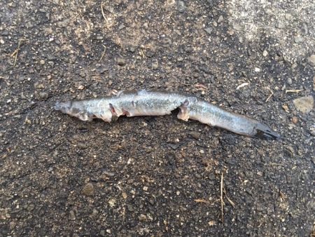 そこそこあたりあり