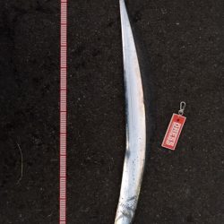 渋いが、5時代は釣れる