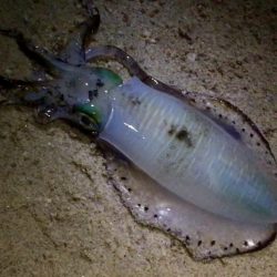 激渋淡路島！！