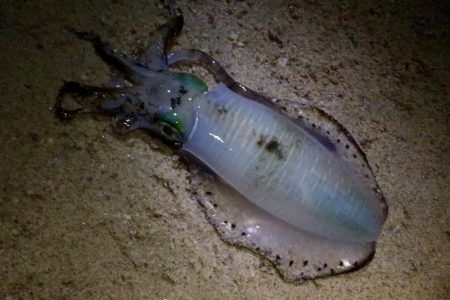 激渋淡路島！！