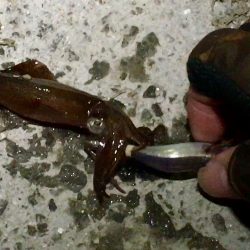 仕事帰りのヒイカエギング