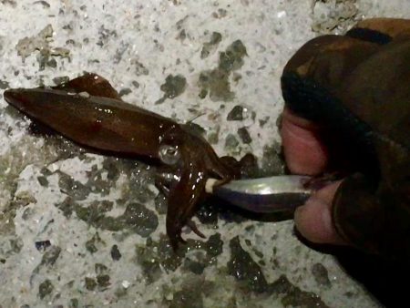 仕事帰りのヒイカエギング