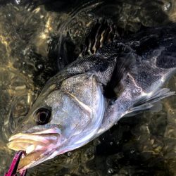 甲子園浜　デイも好調