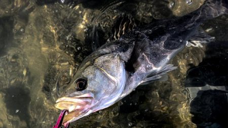 甲子園浜　デイも好調