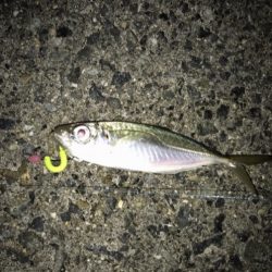 メバル・ガシラ・アジ