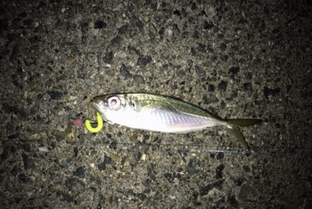 メバル・ガシラ・アジ