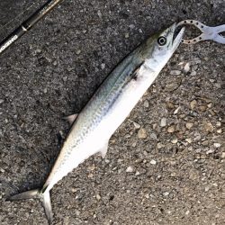 メジロ・サゴシ