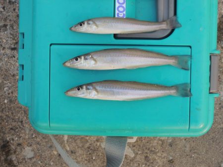 再度落ちギスを狙って