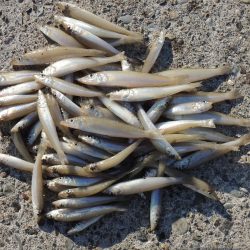 最後の落ちギス釣り