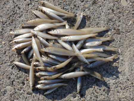 最後の落ちギス釣り