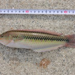 ハネを狙ったが5目釣りに