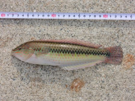 ハネを狙ったが5目釣りに